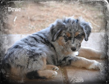 Minimal blue merle australian cheap shepherd